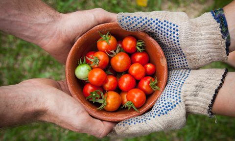 best garden vegetables to grow tomatoes unplash elaine casap