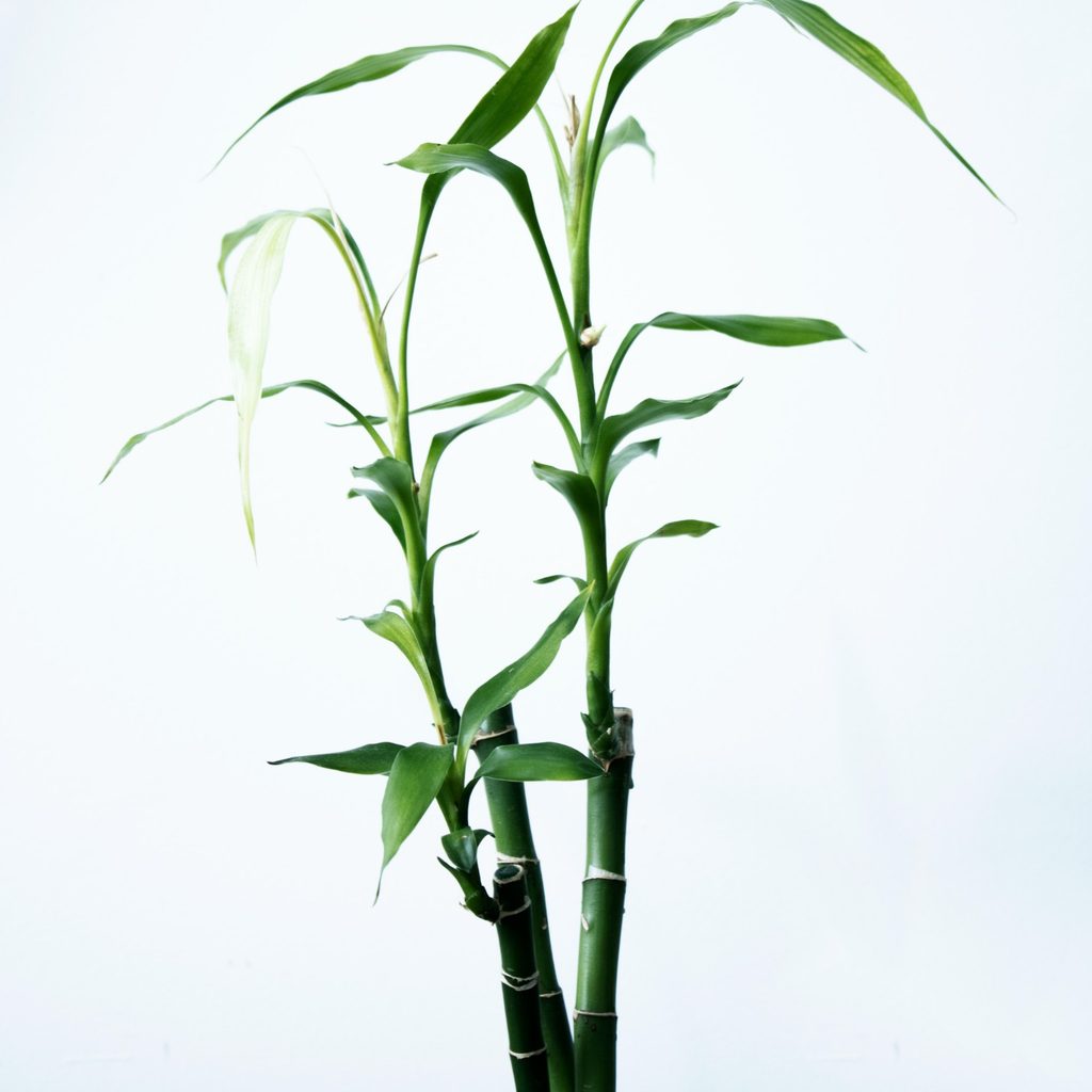Bamboo plant in pot