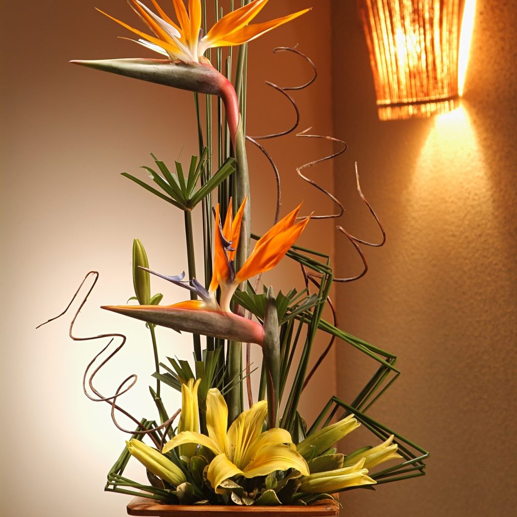 Bird of paradise plant in pot