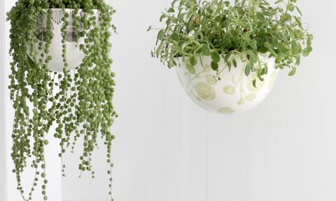 hanging plants for home