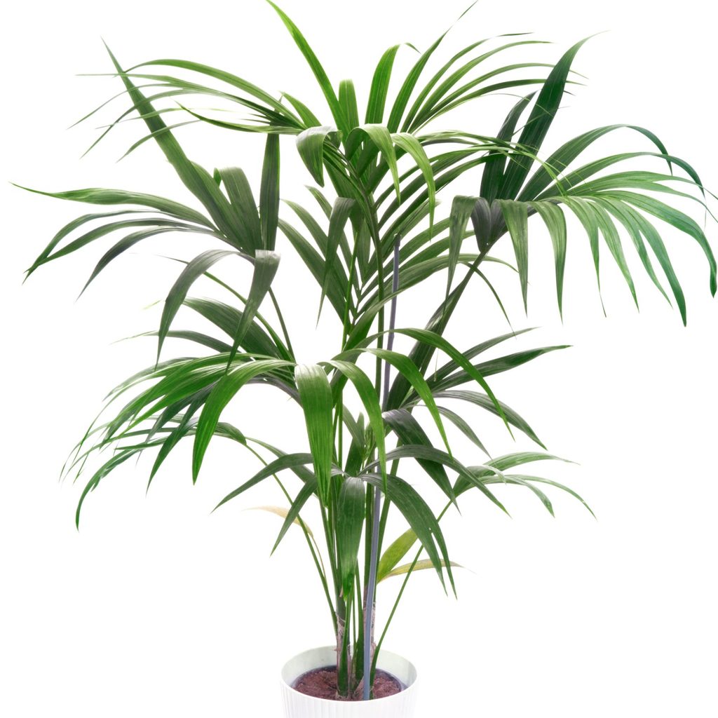 Kentia palm plant in pot