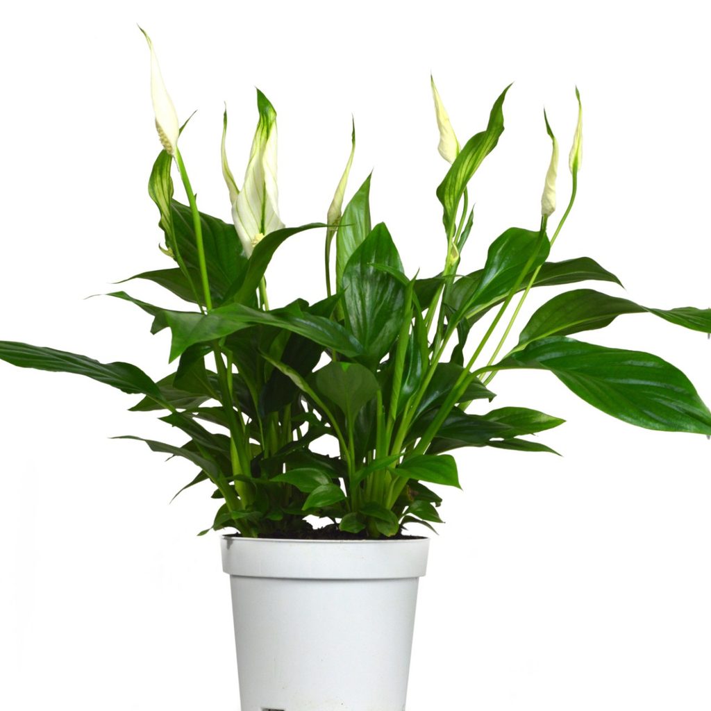 Peace lily plant in pot