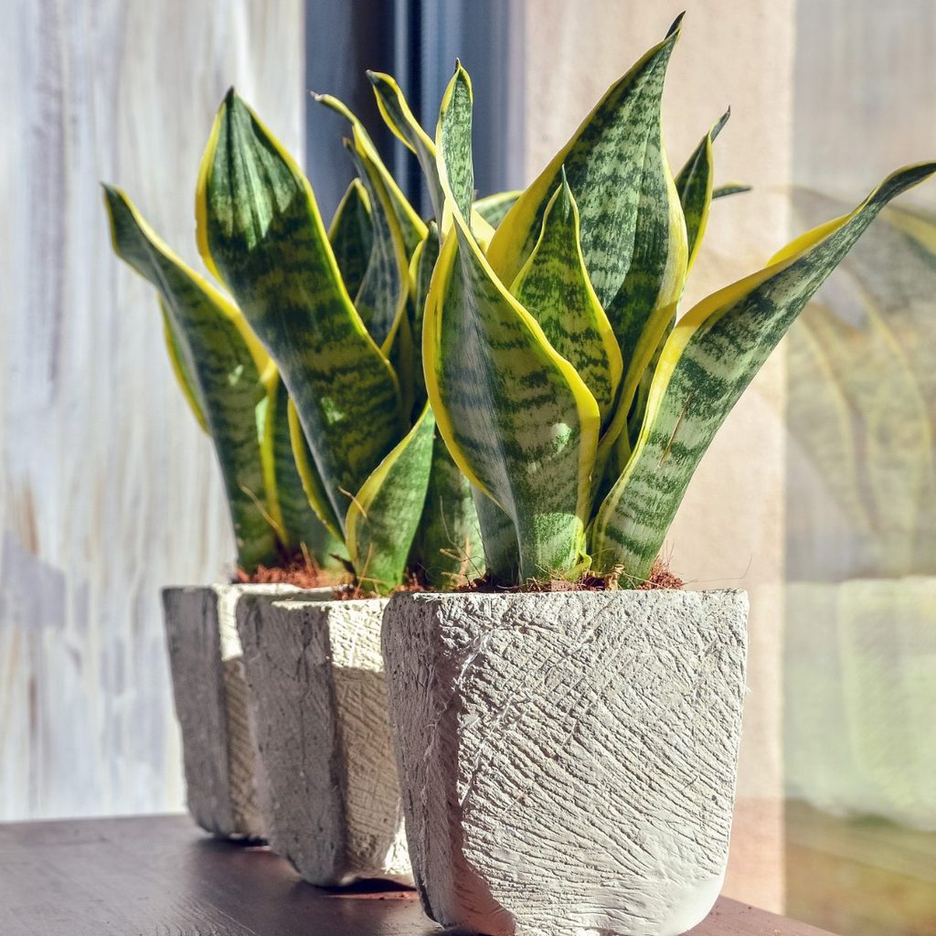 Snake plant in pot