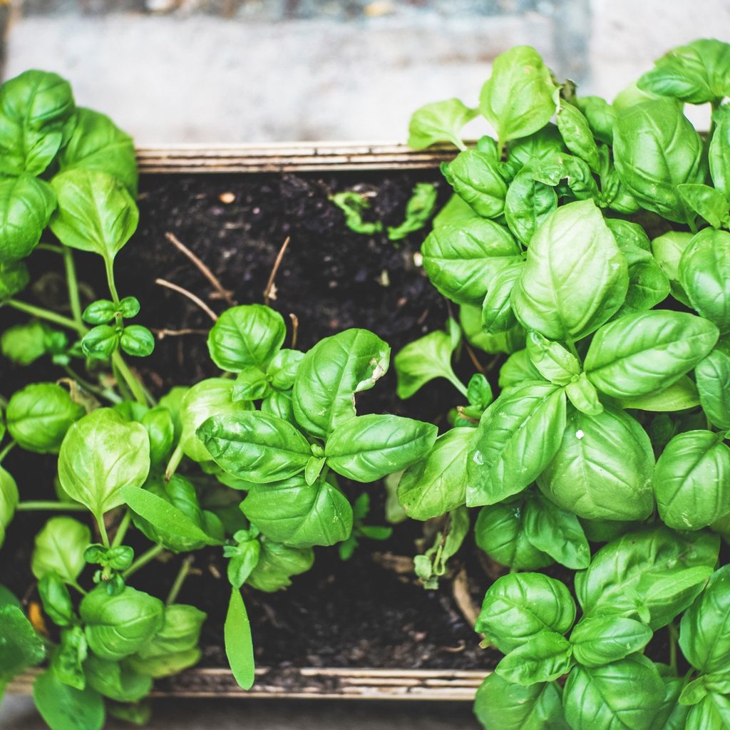 Plants in wooden box in backyard