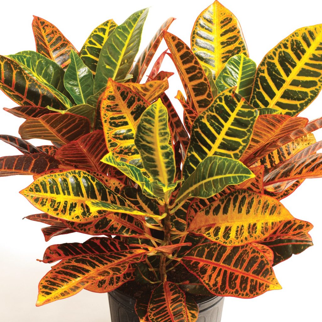 Croton plant in pot