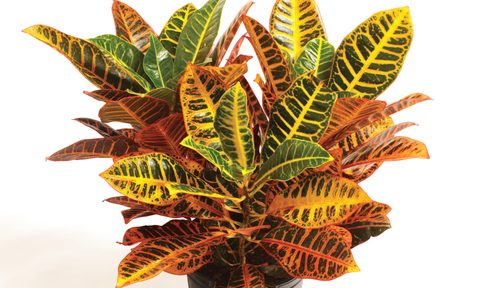 Croton plant in pot