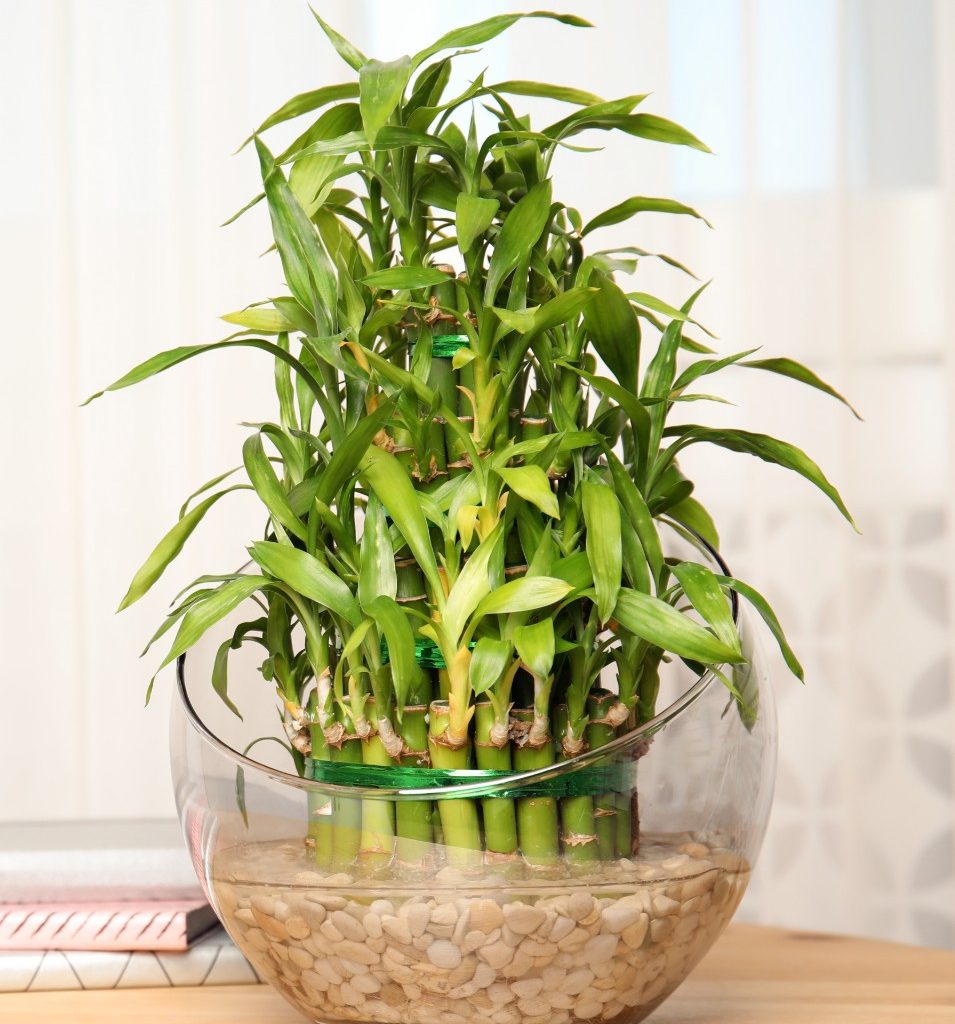 Bamboo plant in glass vase