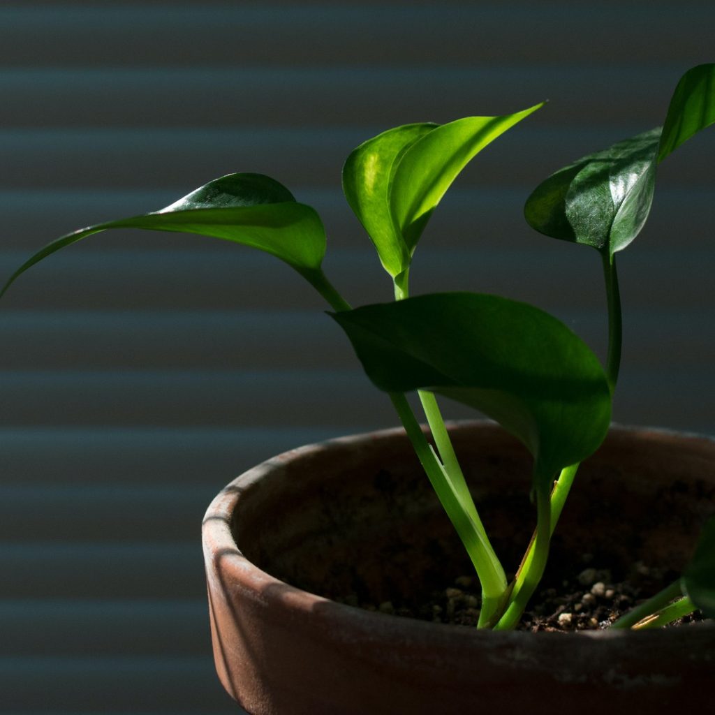 Pothos plant in pot