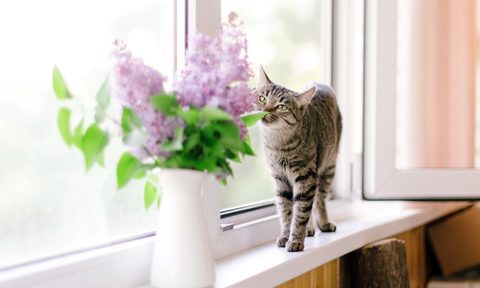 poisonous plants for pets petplaant