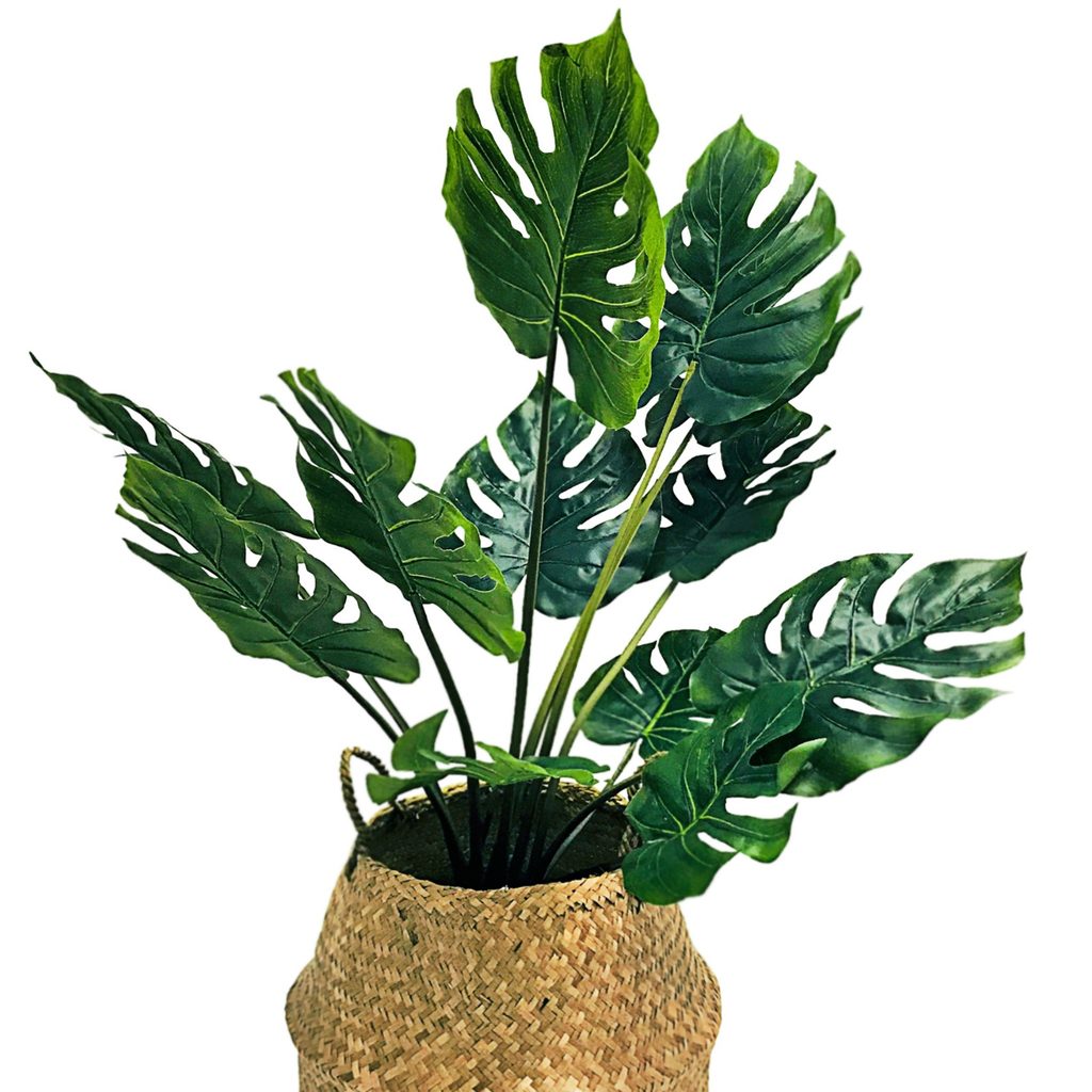 Monstera plant in wicker pot