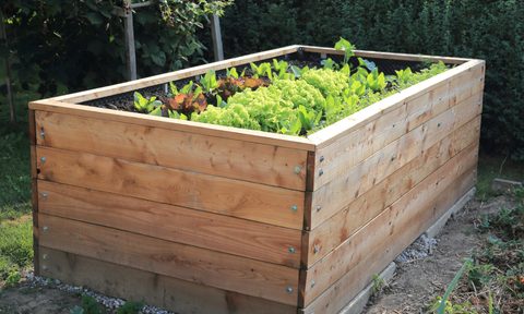 Plants in large wooden box