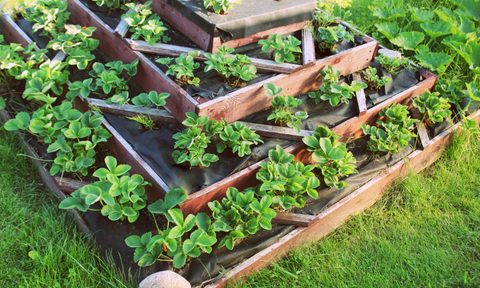 Raised pyramid garden outdoors
