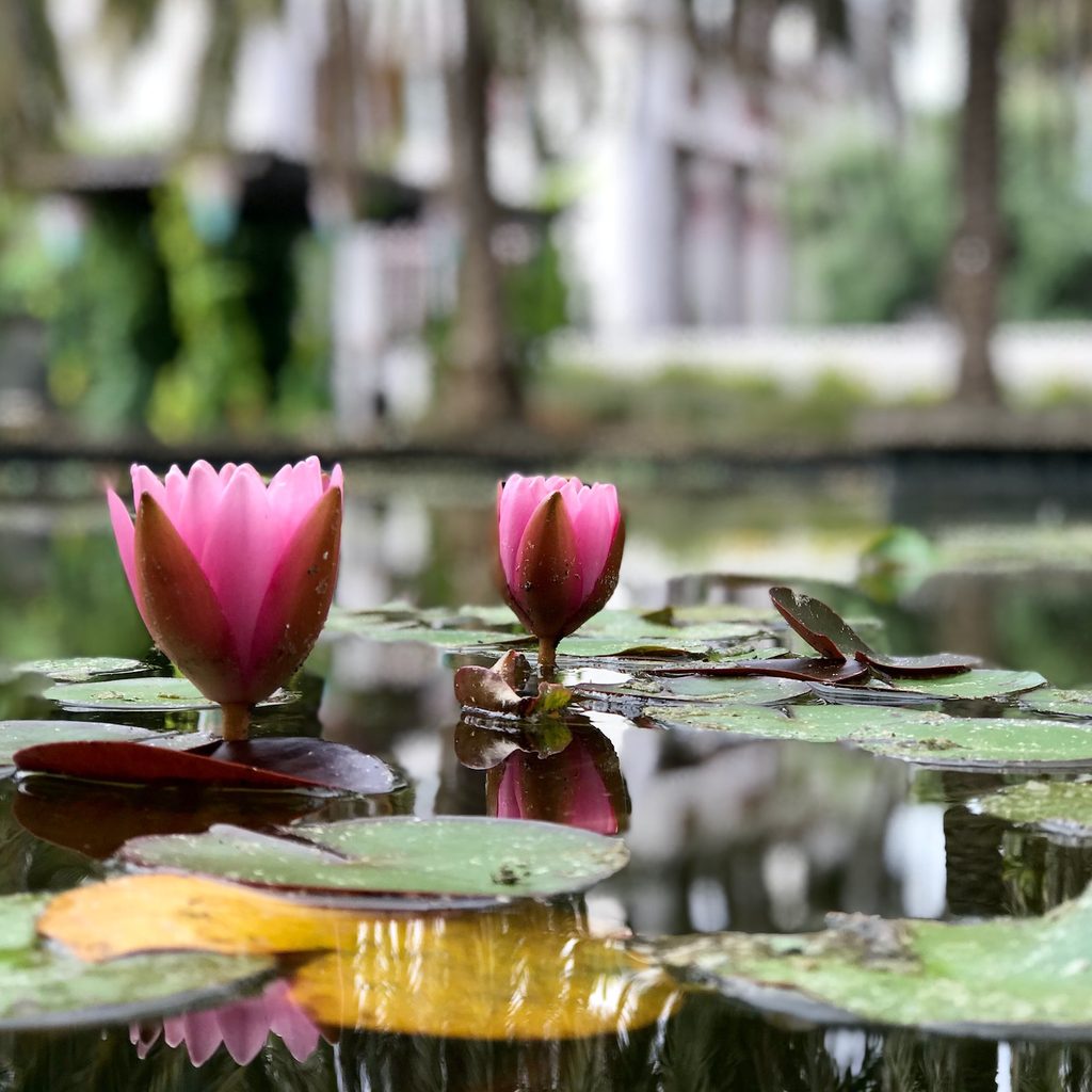 water lilies floating on water