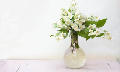 most interesting indoor vine plants for your home jasmine plant