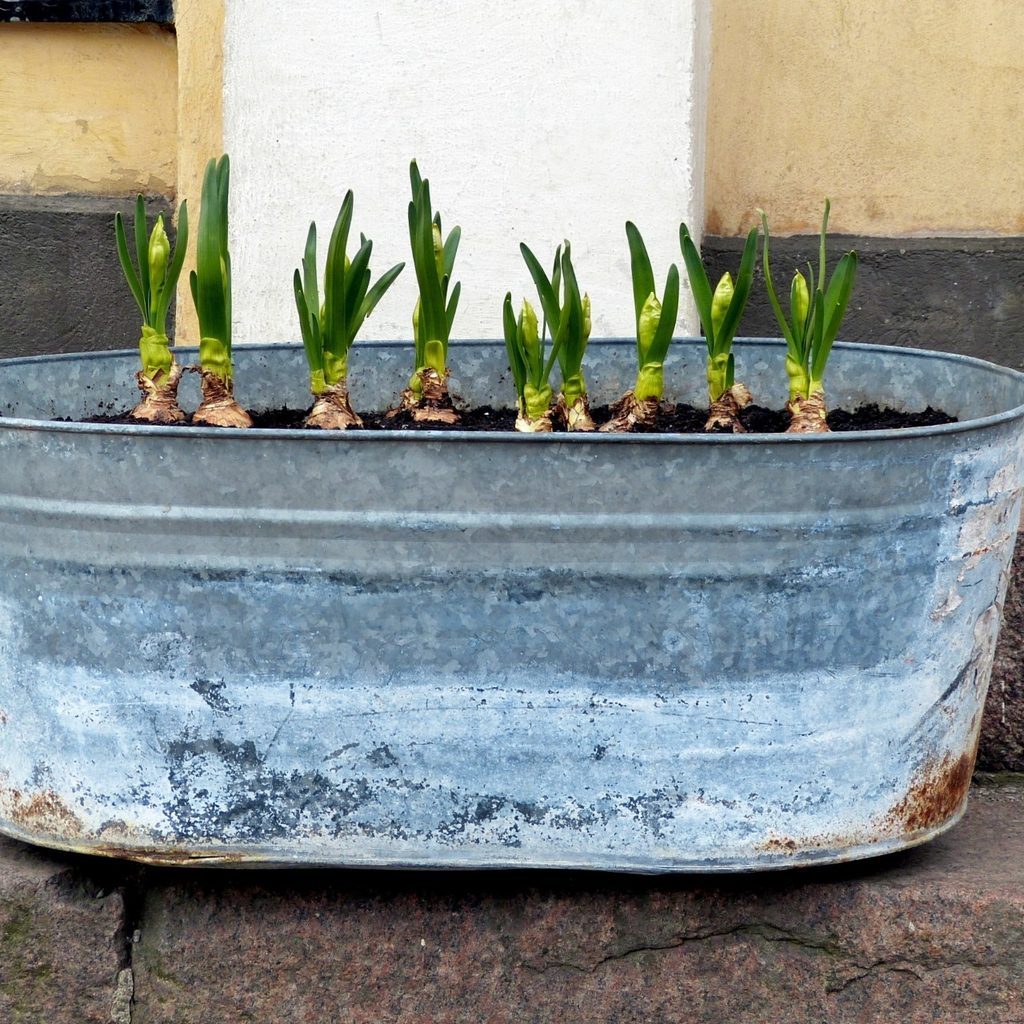 Water trough with plants