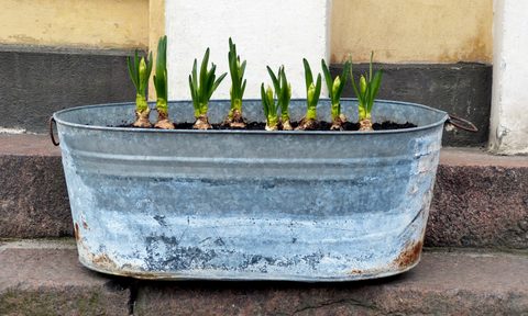 Water trough with plants