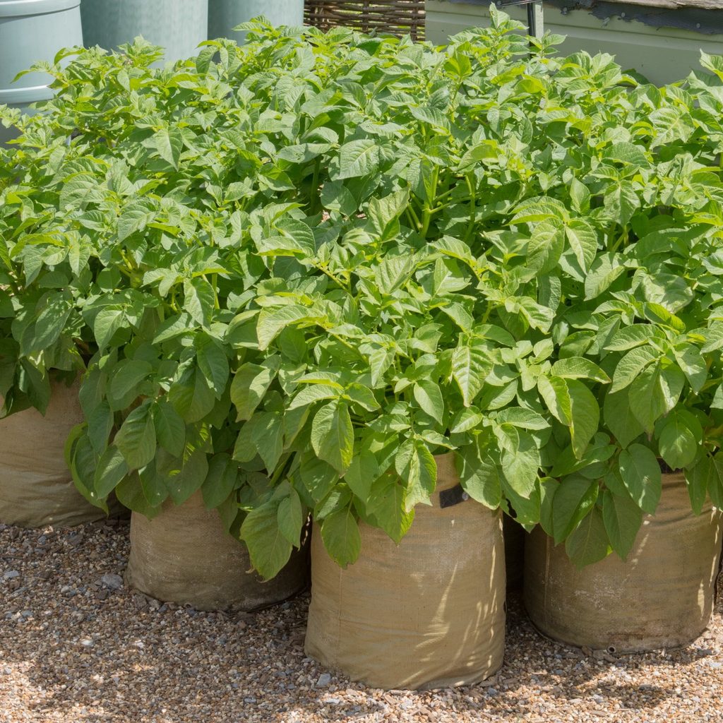 Thriving lants in grow bags