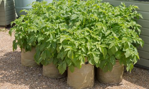 Thriving plants in grow bags