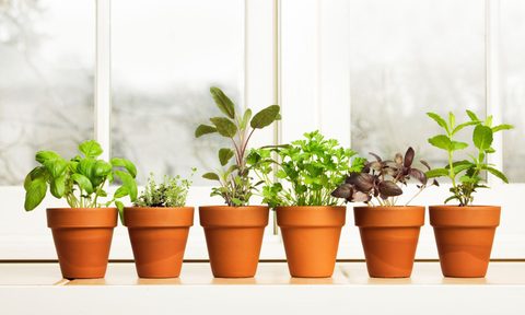 most popular houseplants platies3