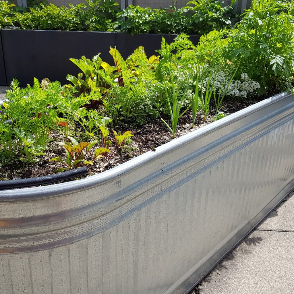 Large water tough filled with growing plants