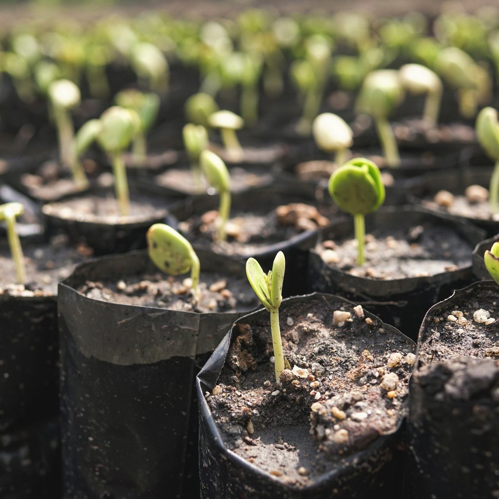 Plants sprouting in grow bags