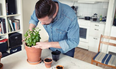 man planting herbs in kitchen