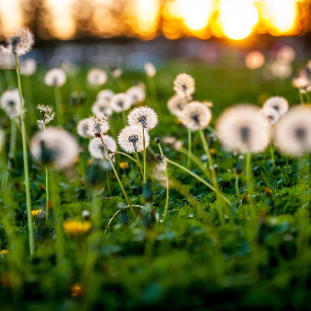 Group of dandelions on a lawn
