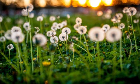 Group of dandelions on a lawn