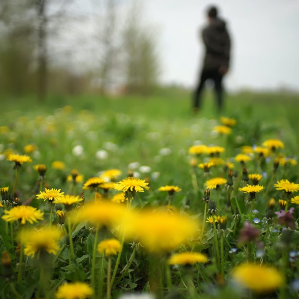 Yellow dandelions in grass