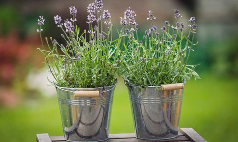 Lavender plants in pots
