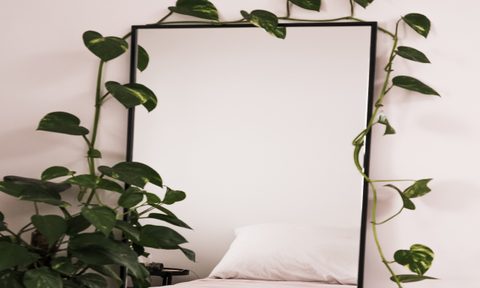 A green vine climbs up and over a floor-length mirror, which reflects a bed.