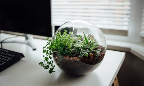 A small fairy garden sits on top of a desk in a sunlit room.