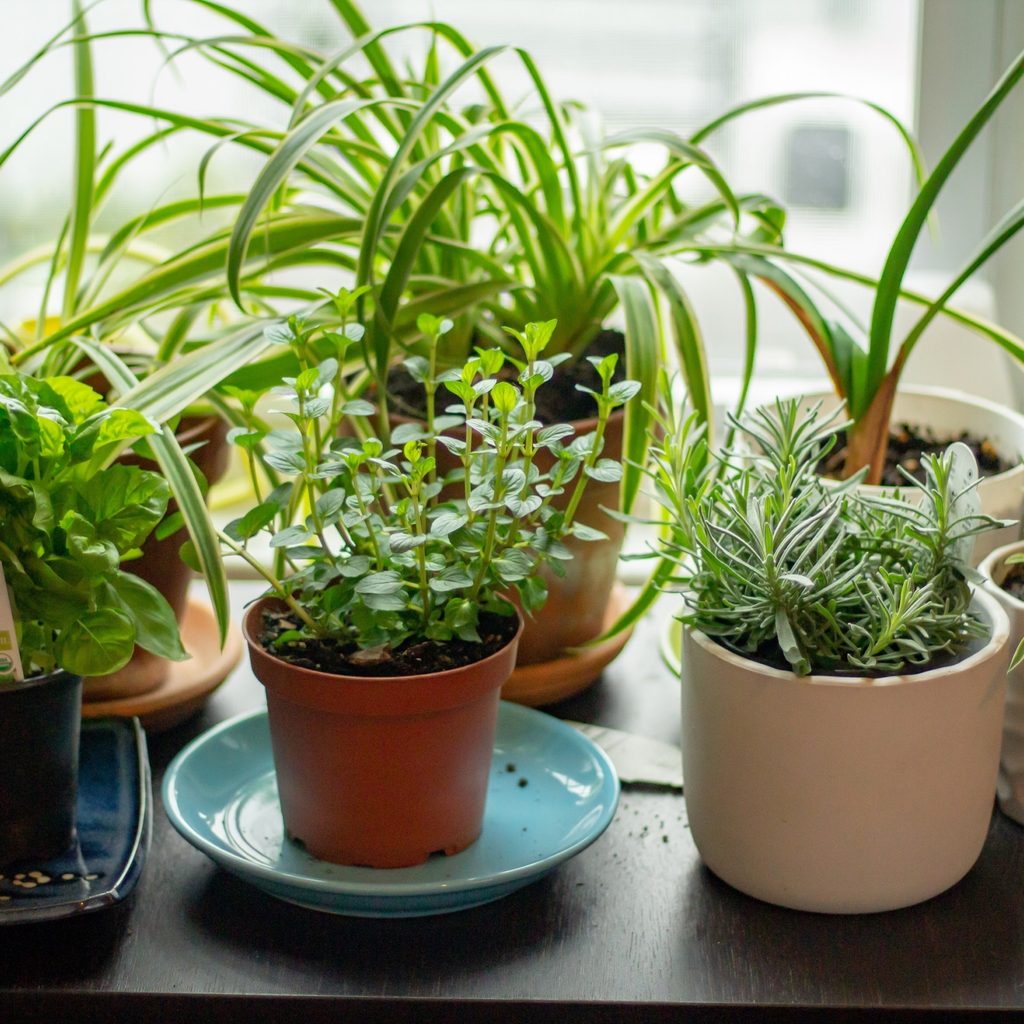 Herbs in pots sit beside a window.