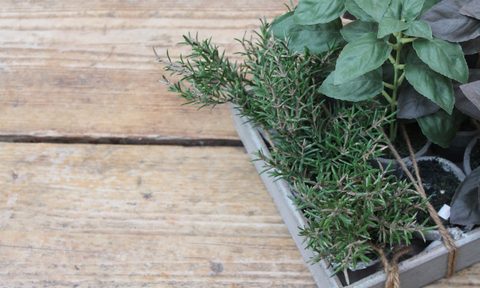 indoor herbs grow easy plants growing