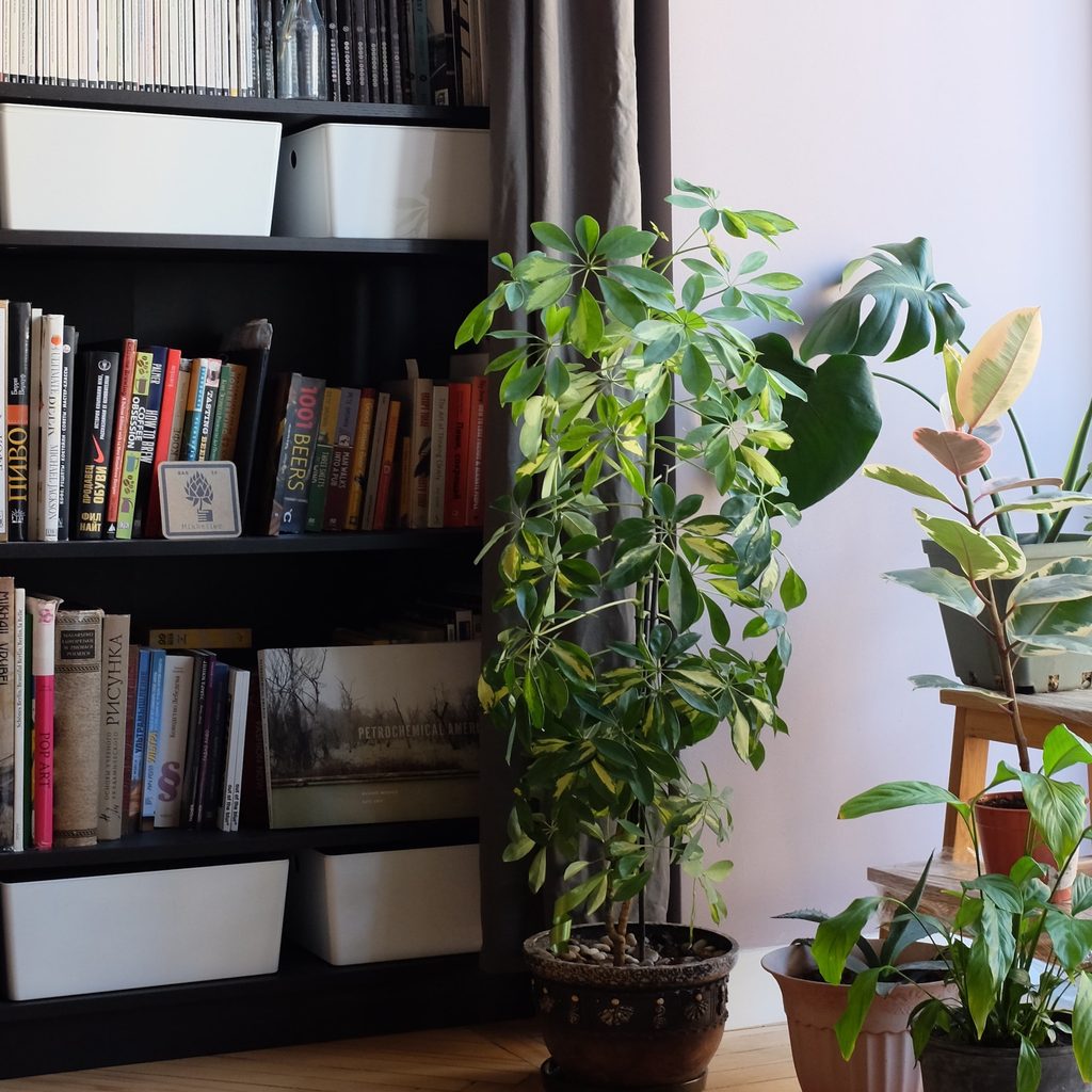 Floor-to-ceiling bookshelves in a white-walled apartment.