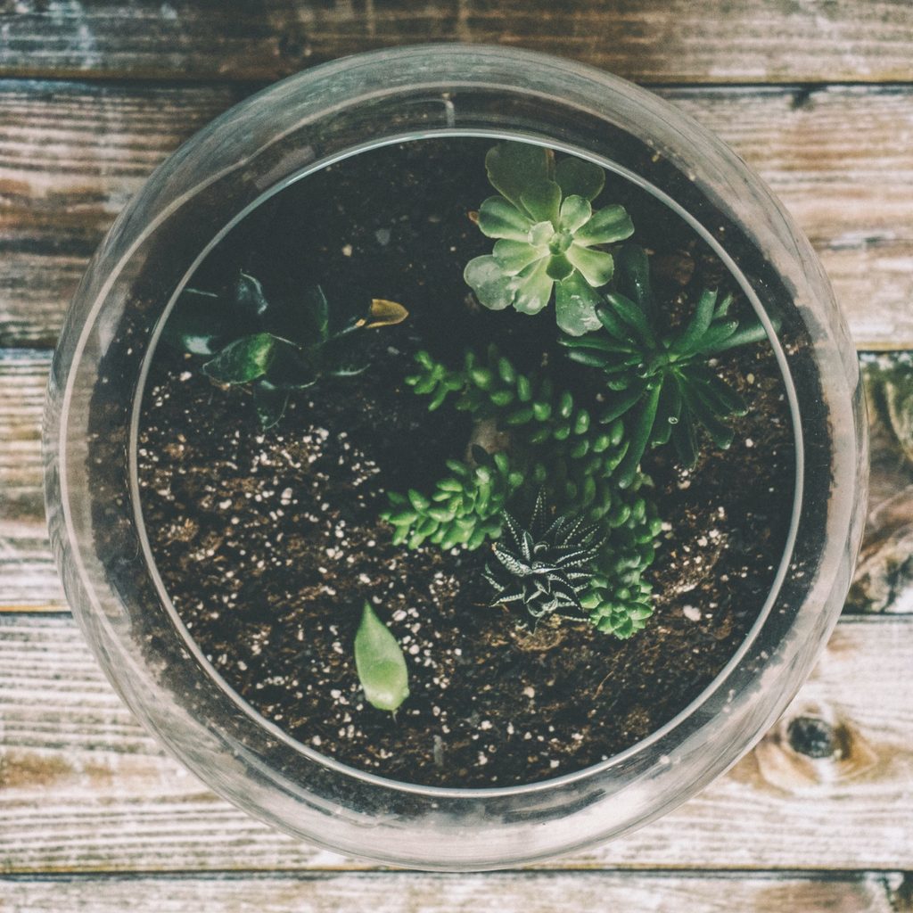 An overhead shot of a fairy garden containing brown dirt and green succulents sitting on top of a wooden table.
