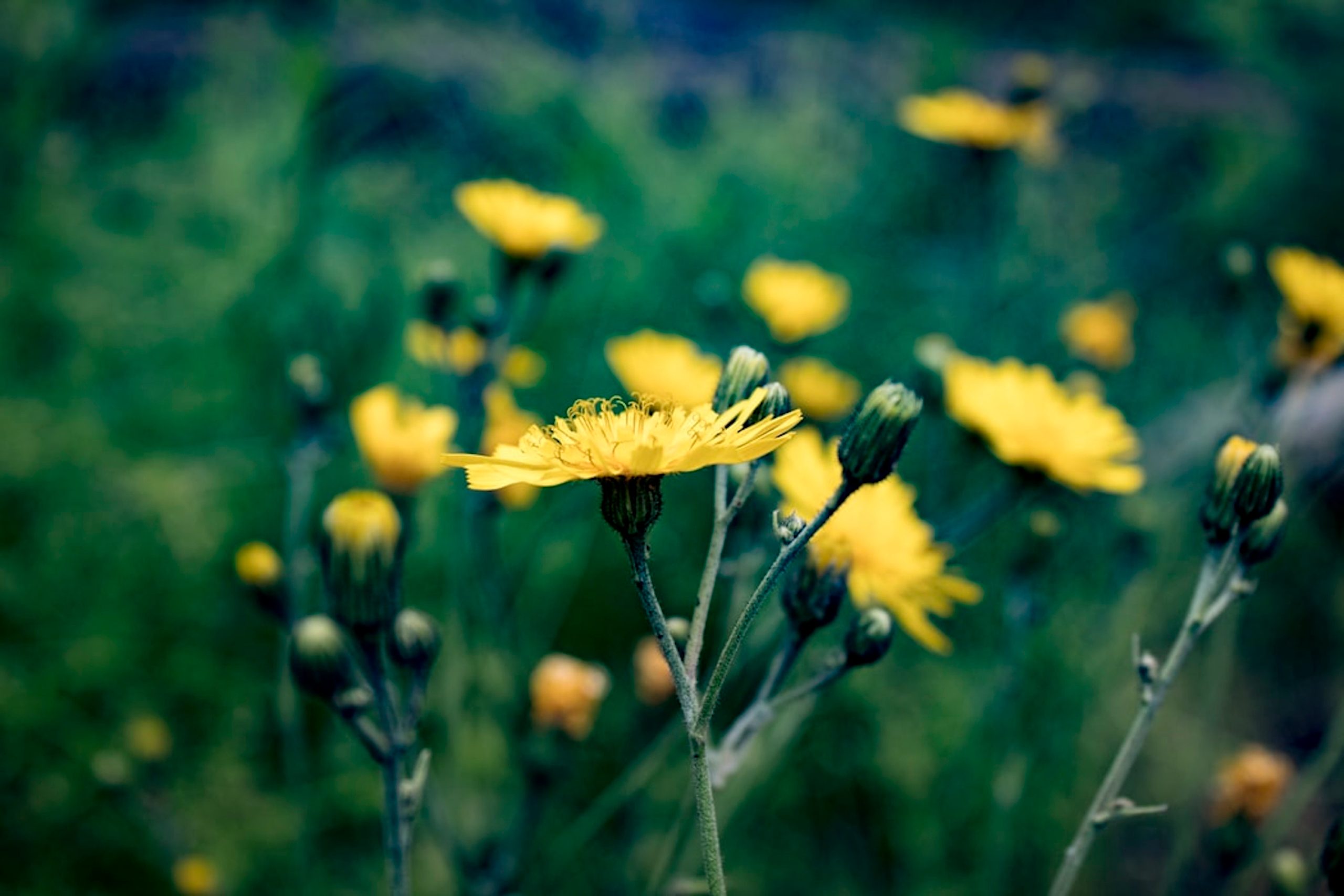 Close-up of yellow dandelions.