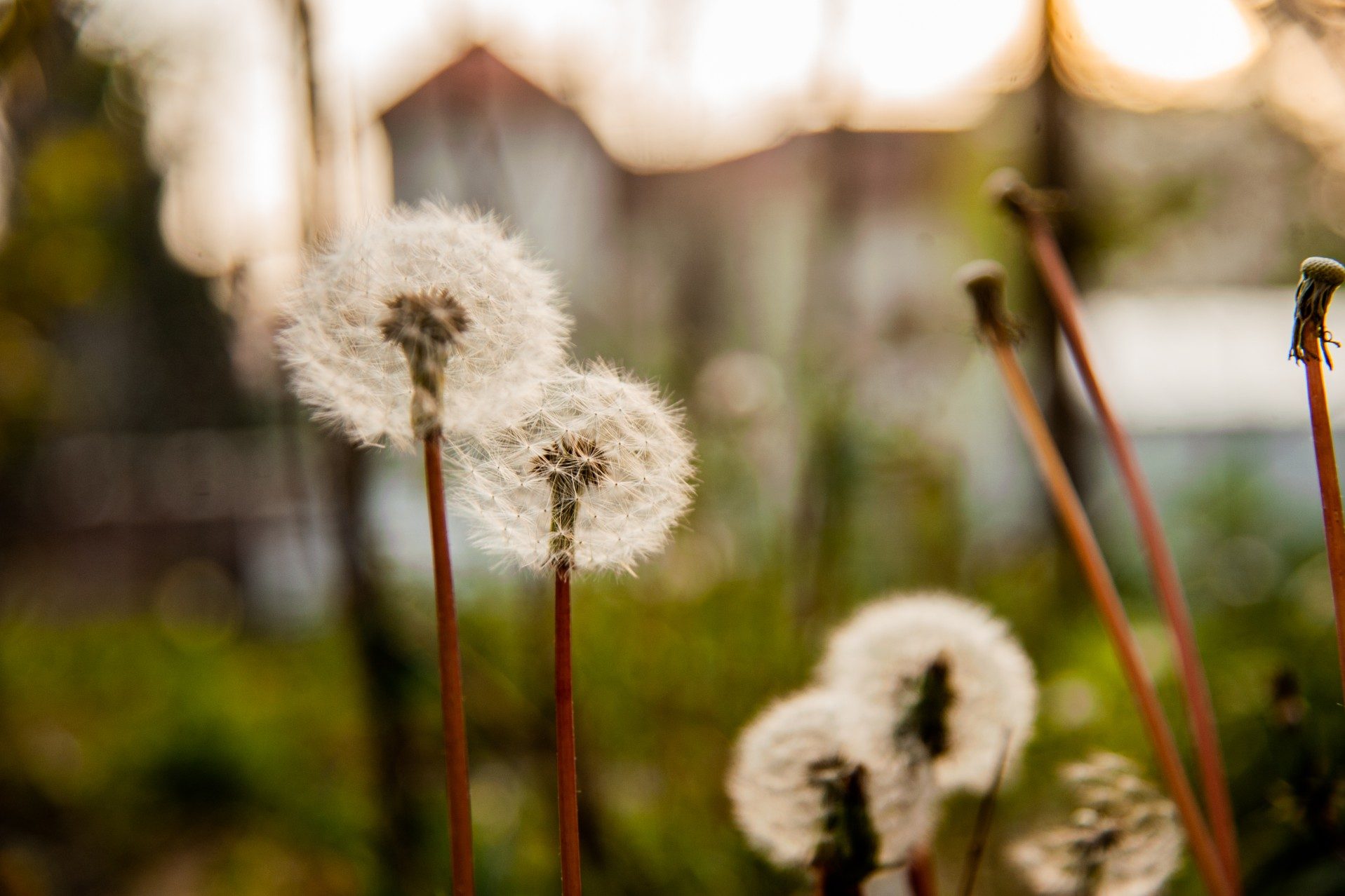 Close-up of dandelions.
