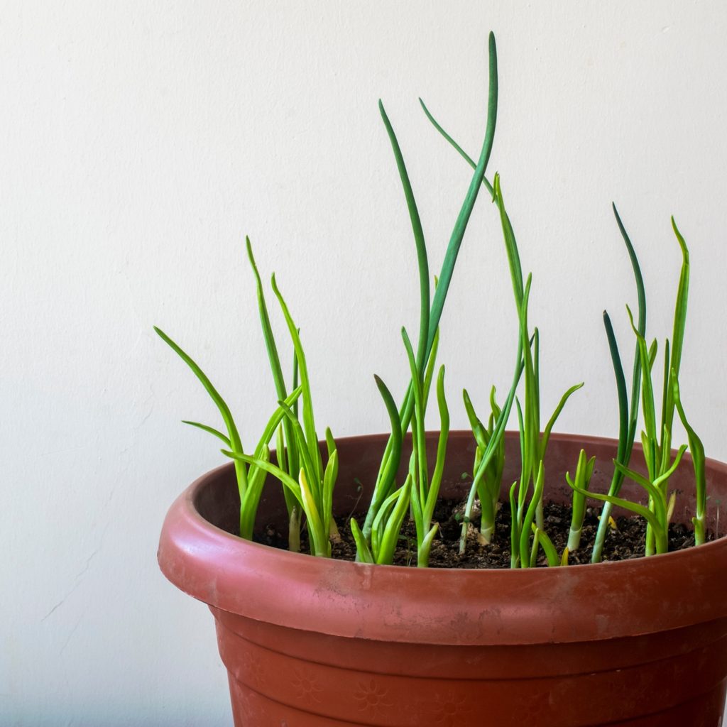 garlic seedlings in a pot