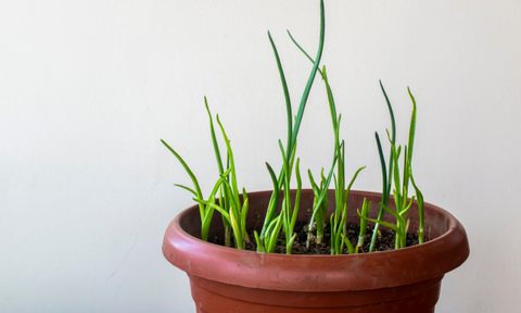 garlic seedlings in a pot