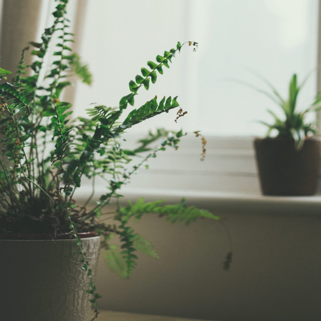 Two plants sit in pots in front of a window.