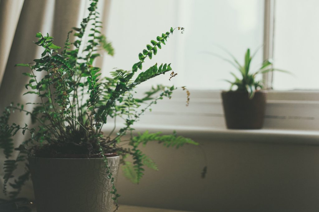 Two plants sit in pots in front of a window.