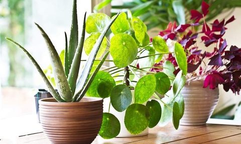 exotic houseplants featured resized
