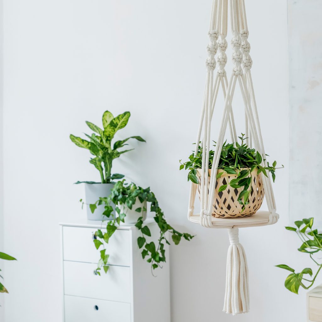 Indoor plants hanging from the ceiling