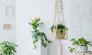 Indoor plants hanging from the ceiling