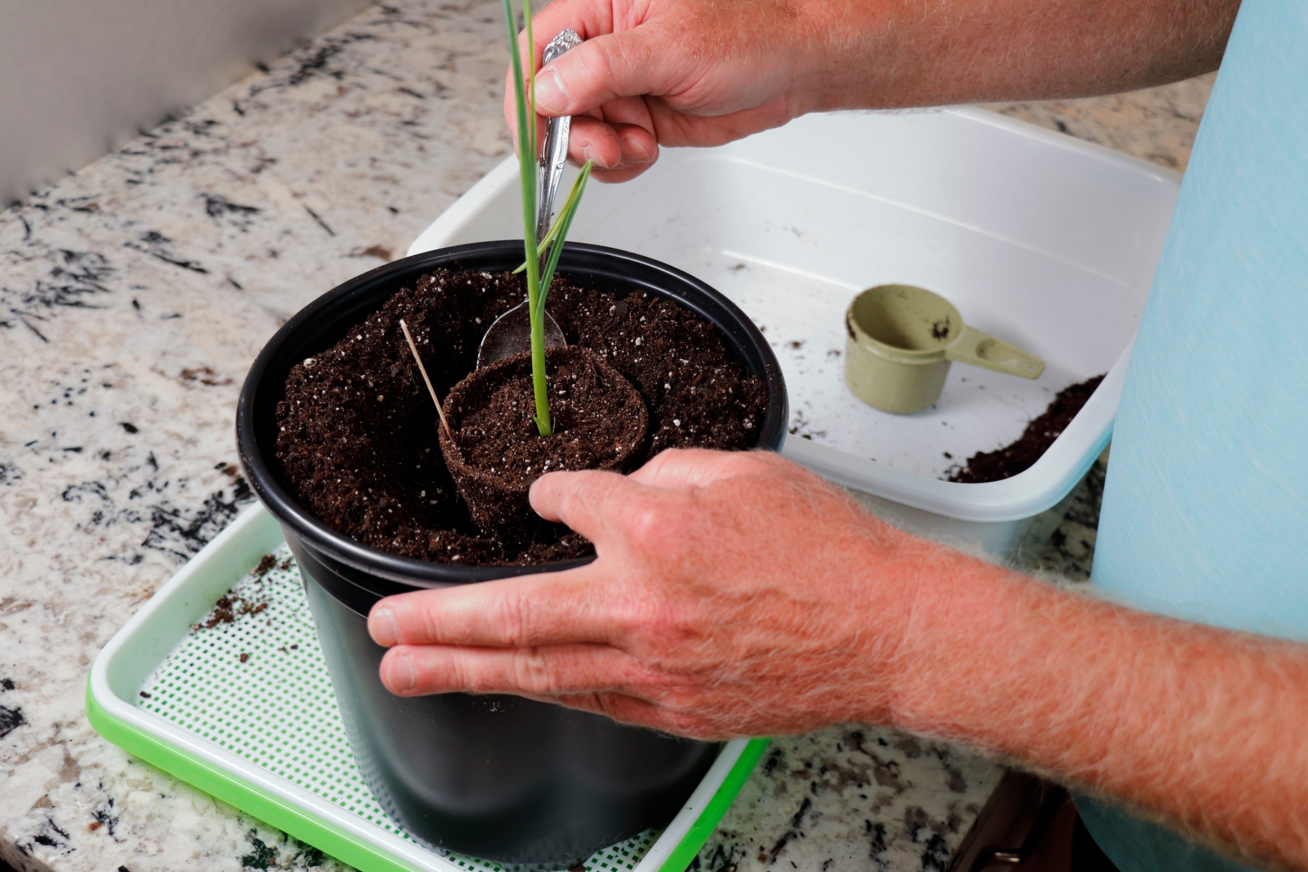 man potting garlic on counter