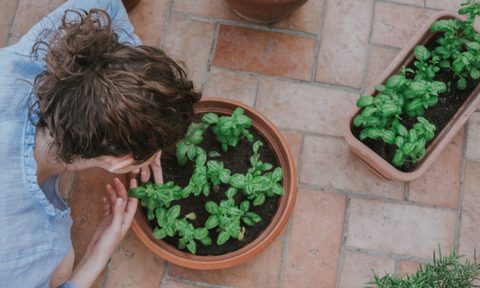 brick patio with plants