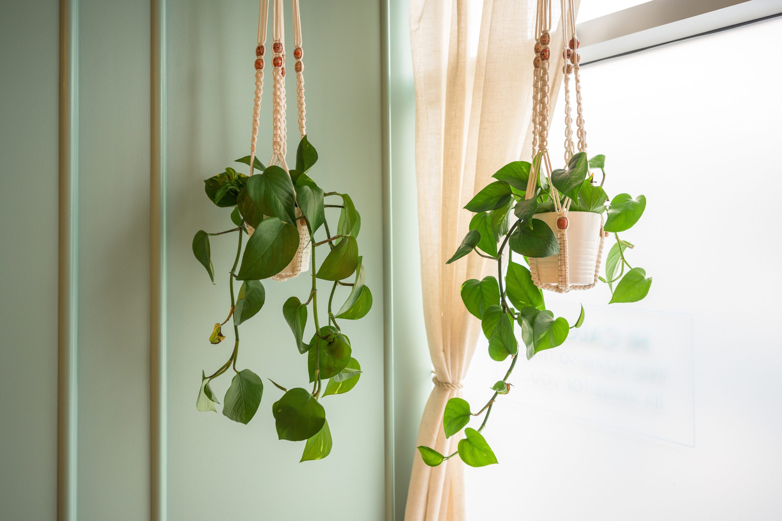 two plants hanging by a window