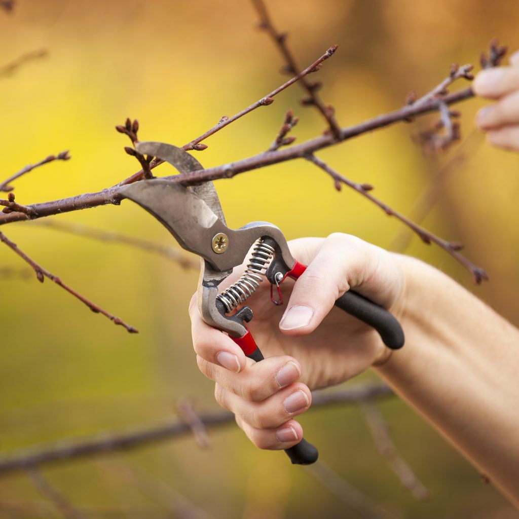 pruning tree in winter
