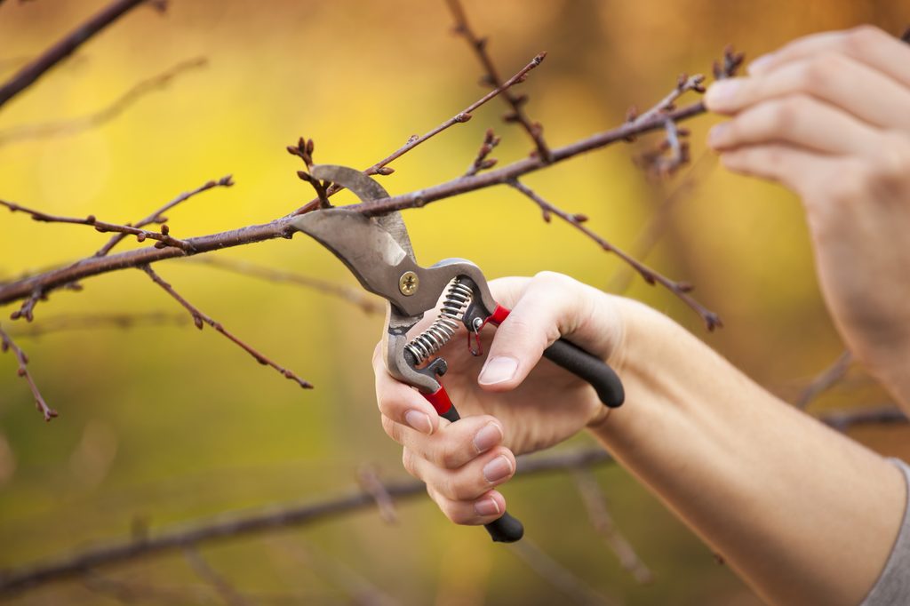 pruning tree in winter